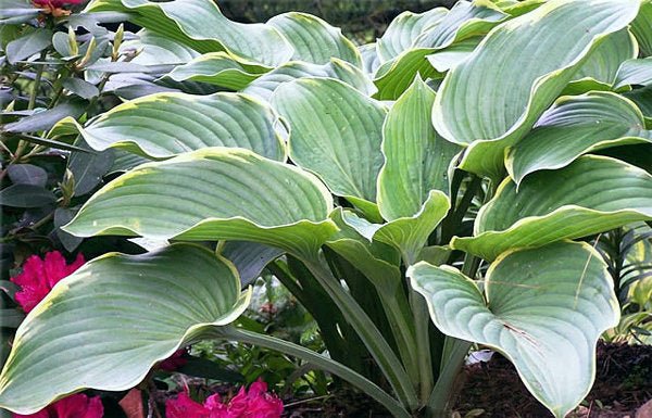 Hosta 'Beverly Sills' stands tall in a garden setting proudly displaying dark green leaves with luminous off-white margins.