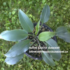 A potted H. 'Biddy's Blue' with  slightly wavy blue-green foliage