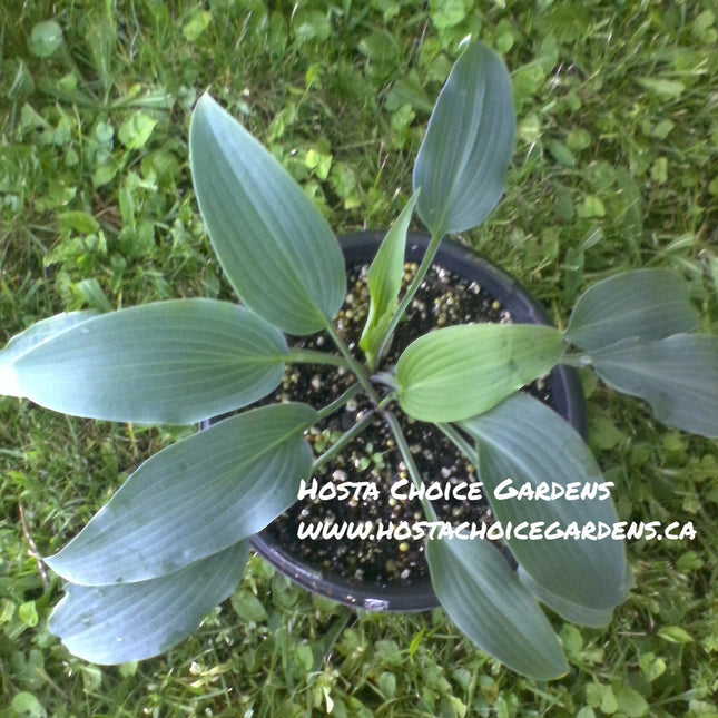 A potted H. 'Biddy's Blue' with  slightly wavy blue-green foliage