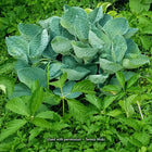 A mature specimen of Hosta 'Big Daddy' showing beautiful corrugation and cupping of it's powder blue leaves.