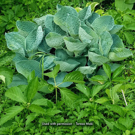A mature specimen of Hosta 'Big Daddy' showing beautiful corrugation and cupping of it's powder blue leaves.
