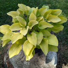 Hosta 'Birchwood Parky's Gold displaying it's yellow foliage in a garden display pot that is sitting on a tree stump.