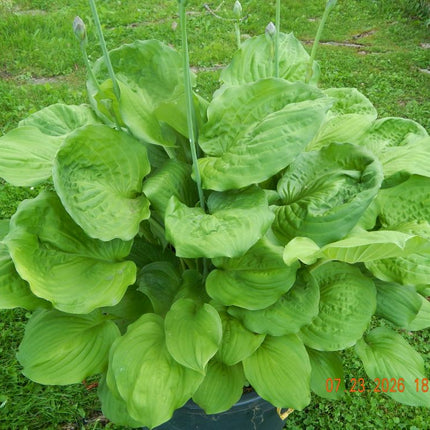 Hosta 'Black Beauty' | Deeply Moody Anchor of Obsidian Foliage - Hosta Choice Gardens