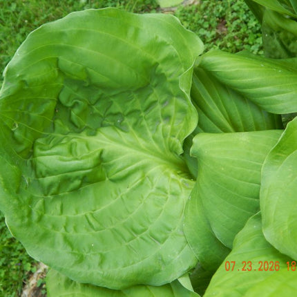 Hosta 'Black Beauty' | Deeply Moody Anchor of Obsidian Foliage - Hosta Choice Gardens