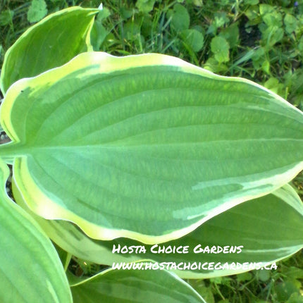 A closeup picture of the variegated leaf of Hosta 'Blazing Saddles'