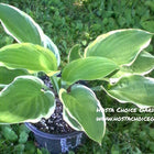 A potted plant of 'Blazing Saddles' hosta with dark green leaves with a wide creamy white edge.