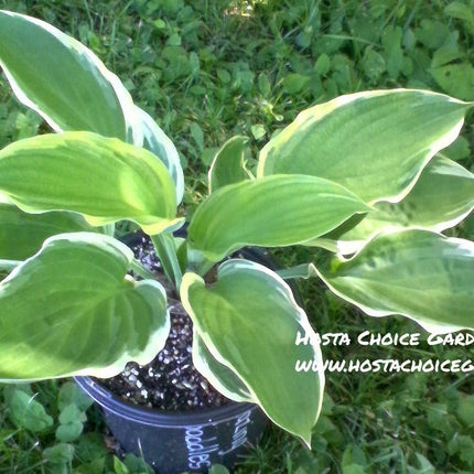 A potted plant of 'Blazing Saddles' hosta with dark green leaves with a wide creamy white edge.