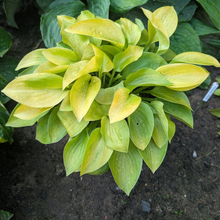 Hosta 'Blood, Sweat and Tears displaying its various shades of yellow and growing in front of a contrasting dark green hosta. 