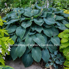 A lush garden bed featuring a large clump of 'Blue Angel' hosta with gigantic, heart-shaped leaves and light lavender flowers.