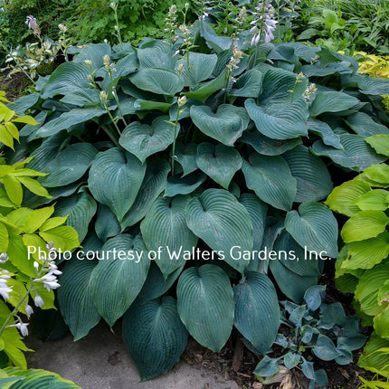 A lush garden bed featuring a large clump of 'Blue Angel' hosta with gigantic, heart-shaped leaves and light lavender flowers.