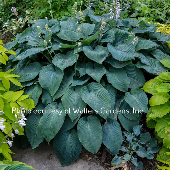 A lush garden bed featuring a large clump of 'Blue Angel' hosta with gigantic, heart-shaped leaves and light lavender flowers.