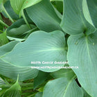 A close-up of Hosta  'Blue Arrow'leaves with thick glossy blue pointed leaves.