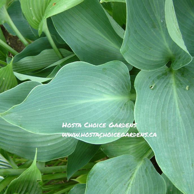 A close-up of Hosta  'Blue Arrow'leaves with thick glossy blue pointed leaves.