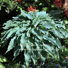 A photo of Hosta 'Blue Cascade' with intense blue leaves, showing a contrast with the surrounding greenery and colourful flowers in the background.