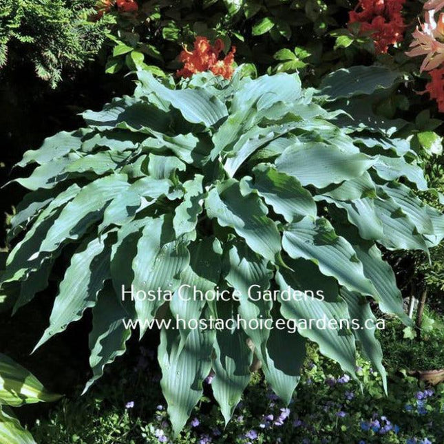 A photo of Hosta 'Blue Cascade' with intense blue leaves, showing a contrast with the surrounding greenery and colourful flowers in the background.