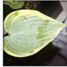 A picture of a leaf of Hosta 'Blue Flame'  showing powder-blue leaves and a white border.