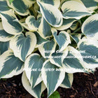 Hosta 'Blue Ivory' with thick, slug-resistant foliage, featuring creamy white margins and blue centre.