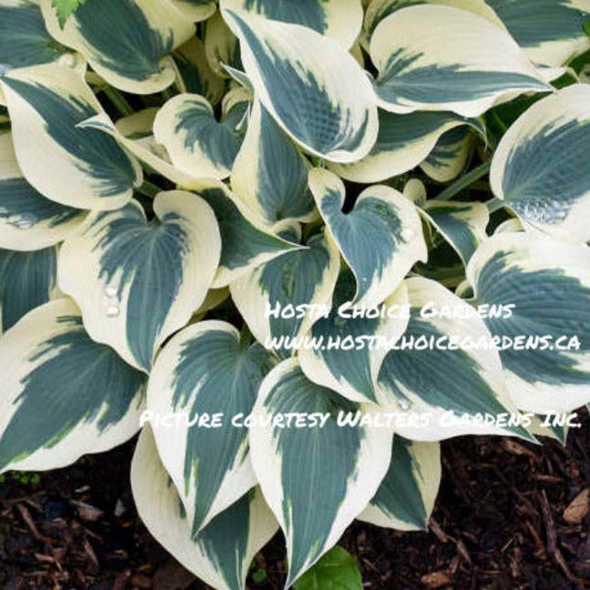 Hosta 'Blue Ivory' with thick, slug-resistant foliage, featuring creamy white margins and blue centre.