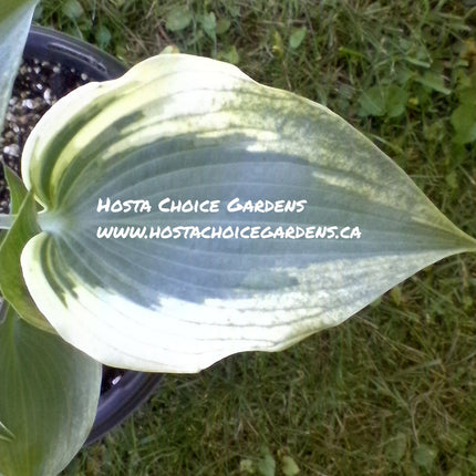 Picture of a Hosta 'Blue Ivory' leaf showing the blue centre and the margin transitioning to a creamy-white.