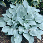 A photo showing a healthy 'Blue Jewel' hosta with powder blue coloured leaves and prominent veining.