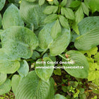 Hosta 'Blue Moon' displayed in a garden setting and showing off it's blue-green heart shaped leaves.
