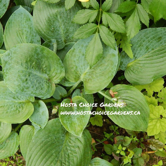 Hosta 'Blue Moon' displayed in a garden setting and showing off it's blue-green heart shaped leaves.
