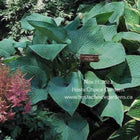 Hosta 'Blue Ridge' in a garden setting displaying large blue, heart shaped leaves that are heavily veined.