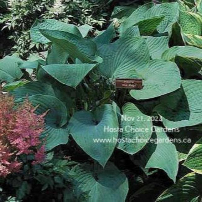 Hosta 'Blue Ridge' in a garden setting displaying large blue, heart shaped leaves that are heavily veined.
