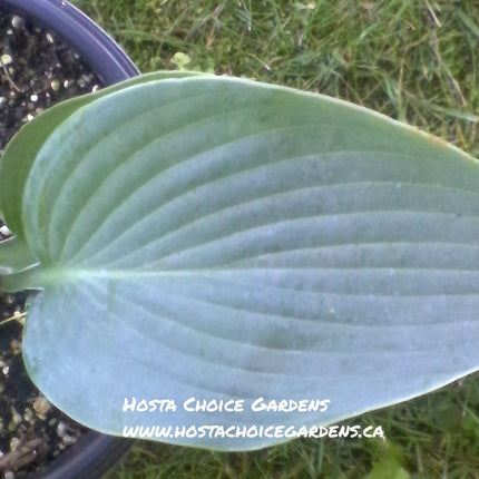 A single leaf close-up of Hosta 'Blue Sophistication' showing its frosty blue Spring colouring.