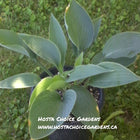 Hosta 'Blue Sophistication' in a nursery pot displaying it's frosty blue leaves.
