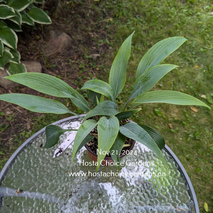 "Hosta 'Blue Tooth' on display in a retail pot on a garden patio table."