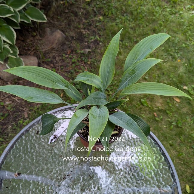 "Hosta 'Blue Tooth' on display in a retail pot on a garden patio table."