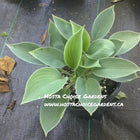 'Blue Troll' Hosta it's blue-green foliage sitting proudly in a retail sale pot.