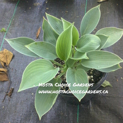 'Blue Troll' Hosta it's blue-green foliage sitting proudly in a retail sale pot.