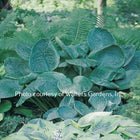 A photo showing a clump of Hosta  'Blue Umbrellas' with large textured blue-green leaves, in a garden setting.