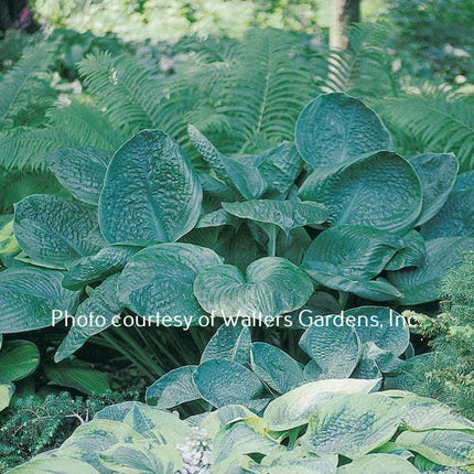 A photo showing a clump of Hosta  'Blue Umbrellas' with large textured blue-green leaves, in a garden setting.