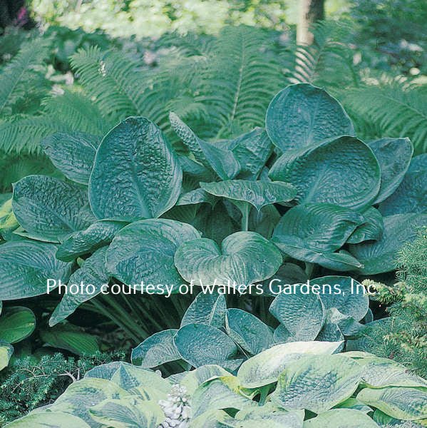 A photo showing a clump of Hosta  'Blue Umbrellas' with large textured blue-green leaves, in a garden setting.