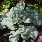 A photo showing Hosta 'Blueberry Muffin' with large blue heavily puckered leaves in a garden setting.