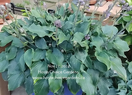 'Bluetini' Hosta. Part of Mark Zilis's 'Tini' series displaying blue to blue-green leaves and pale purple flowers.