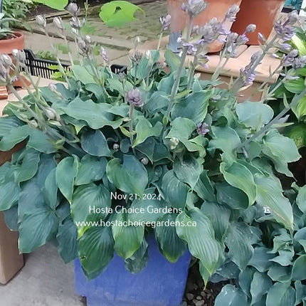 'Bluetini' Hosta. Part of Mark Zilis's 'Tini' series displaying blue to blue-green leaves and pale purple flowers.