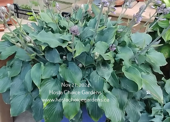 'Bluetini' Hosta. Part of Mark Zilis's 'Tini' series displaying blue to blue-green leaves and pale purple flowers.