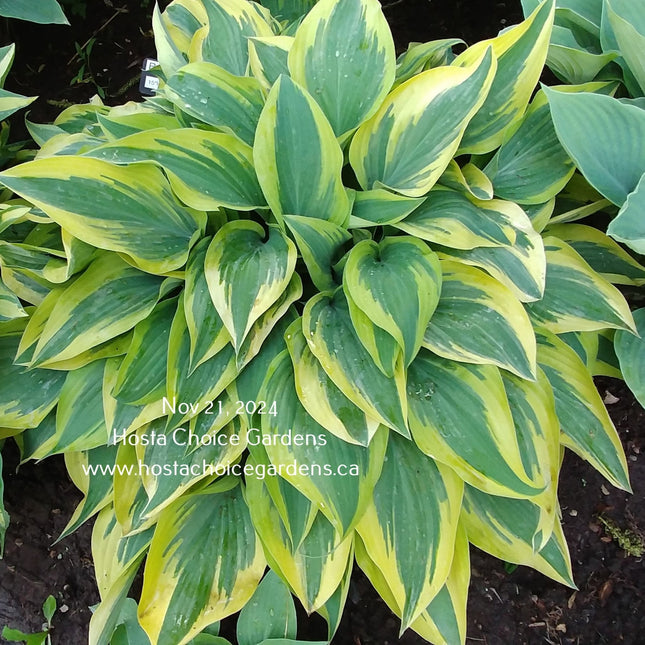 "Hosta 'Bobcat' displaying it's blue-green leaves that are accentuated by it's early season gold margin."