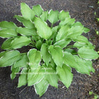 Hosta 'Bogie and Bacall' in a garden setting displaying ovate leaves of a medium green with a creamy yellow margin.