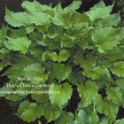 A photo showing a mature clump of Hosta 'Bridegroom' displaying shiny and heavily ruffled leaves.