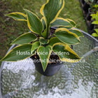 A pot of Hosta 'Broad Band' sitting on a patio table in early Spring displaying dark green leaf centres and a gold margin.