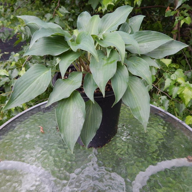 "Hosta 'Bubbatini' displayed in a pot on a glass table,"
