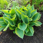 Hosta 'Camouflage' with large heart-shaped leaves growing in dark soil within a garden bed, with other plants and ferns in the background.