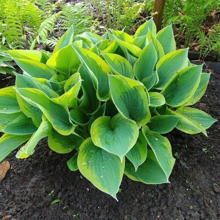 Hosta 'Camouflage' with large heart-shaped leaves growing in dark soil within a garden bed, with other plants and ferns in the background.