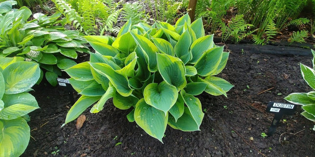 Hosta 'Camouflage' with large heart-shaped leaves growing in dark soil within a garden bed, with other plants and ferns in the background.