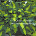 A photo showing Hosta 'Captain Kirk'  with dark green margins and gold centres.